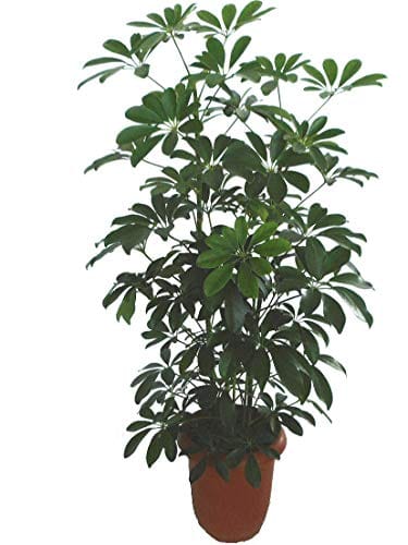 観葉植物の人気おすすめランキング選 お部屋のインテリアに セレクト Gooランキング