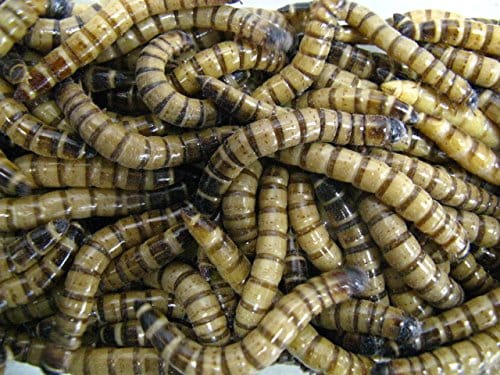 ミルワームの人気おすすめランキング15選 21年最新版 セレクト Gooランキング