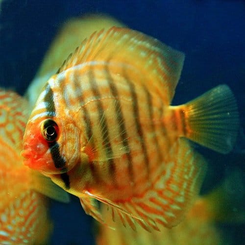 熱帯魚の人気おすすめランキング15選 家庭でも飼える時代に セレクト Gooランキング