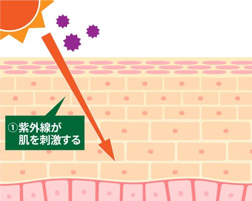 記事番号:2302/アイテムID:5620798の画像