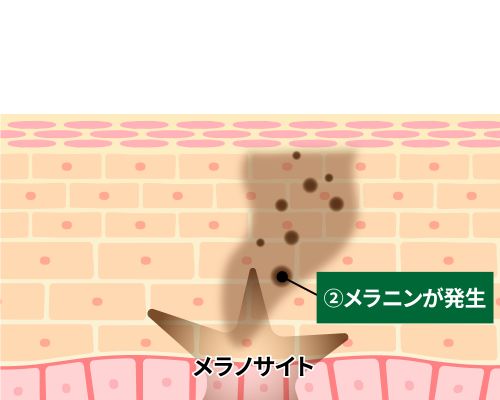 記事番号:2302/アイテムID:5620801の画像