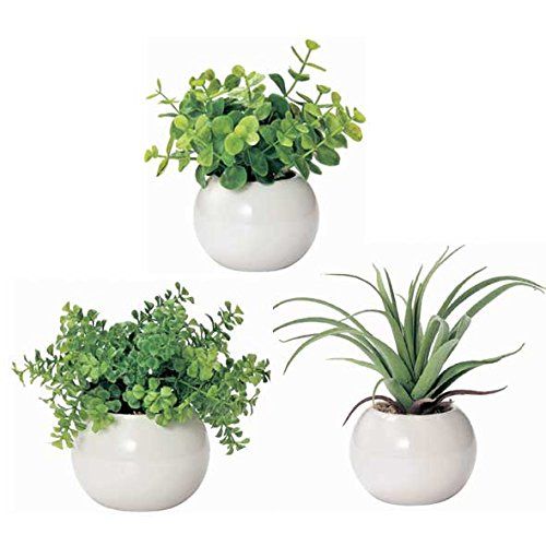 棚に置ける観葉植物の人気おすすめランキング15選 おしゃれなインテリア セレクト Gooランキング