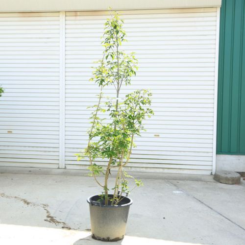 シンボルツリー アオダモの人気おすすめランキング15選 紅葉 花を楽しむ セレクト Gooランキング