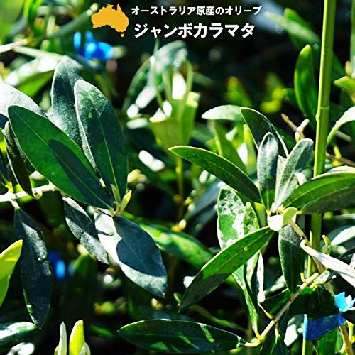 オリーブのシンボルツリーの人気おすすめランキング15選 鉢植えも セレクト Gooランキング