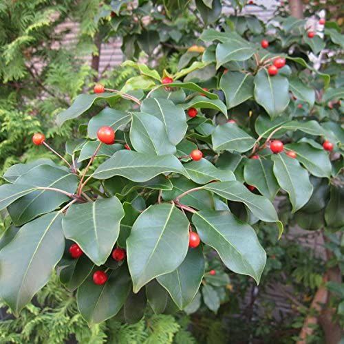 ソヨゴ シンボルツリー の人気おすすめランキング15選 赤い実がなる常緑樹 セレクト Gooランキング