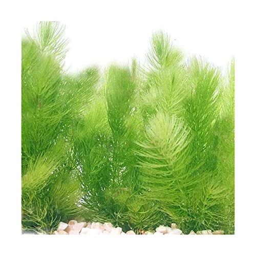 メダカの飼育にぴったりな水草の人気おすすめランキング15選 初心者でも安心 セレクト Gooランキング