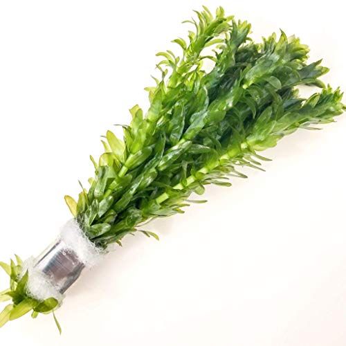 メダカの飼育にぴったりな水草の人気おすすめランキング15選 初心者でも安心 セレクト Gooランキング