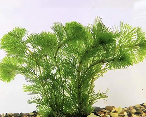 メダカの飼育にぴったりな水草の人気おすすめランキング15選 初心者でも安心 セレクト Gooランキング