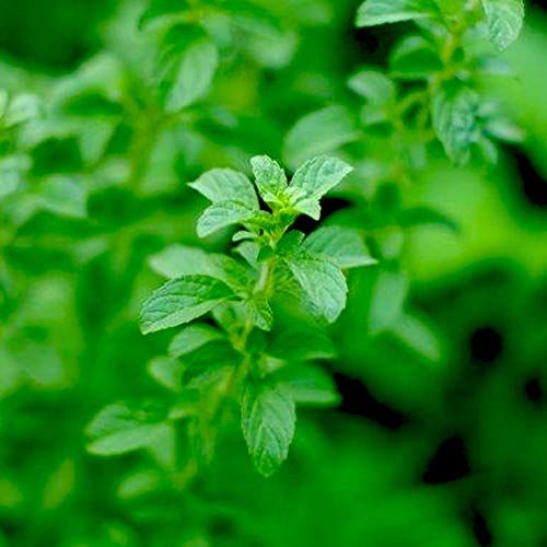 虫除け用ハーブ鉢の人気おすすめランキング10選 快適なお部屋に セレクト Gooランキング