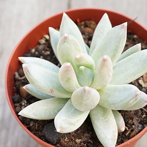 21年最新版 多肉植物の人気おすすめランキング第15選 セレクト Gooランキング