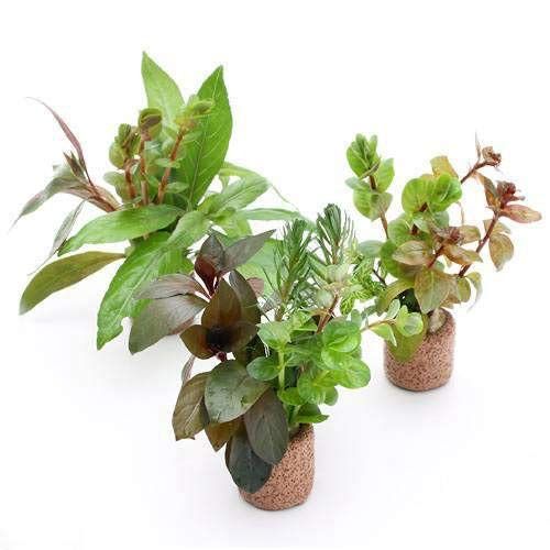 熱帯魚の水草人気おすすめランキング15選 メダカや金魚鉢にも セレクト Gooランキング