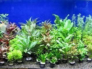 熱帯魚の水草人気おすすめランキング15選 メダカや金魚鉢にも セレクト Gooランキング