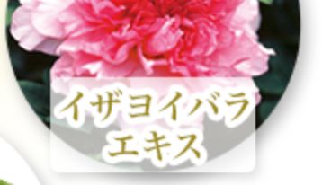 記事番号:23607/アイテムID:6793314の画像