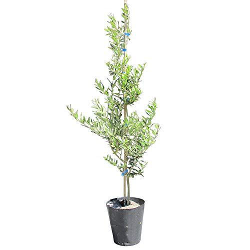 21年最新版 シンボルツリーオリーブの人気おすすめランキング15選 種類もご紹介 セレクト Gooランキング