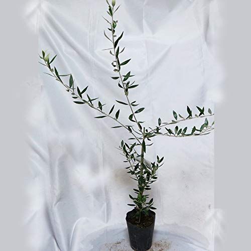 21年最新版 シンボルツリーオリーブの人気おすすめランキング15選 種類もご紹介 セレクト Gooランキング