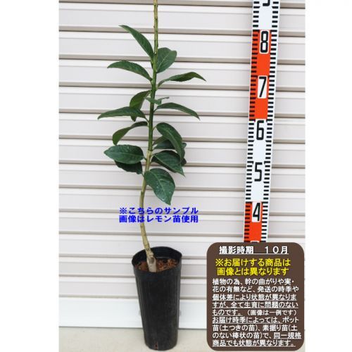 21年最新版 シンボルツリー レモン の人気おすすめランキング15選 金運アップ セレクト Gooランキング
