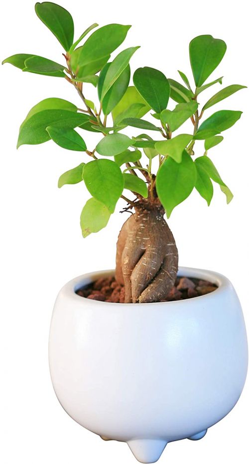 21年最新版 リビングにおすすめの観葉植物ランキング15選 インテリアにおすすめ セレクト Gooランキング