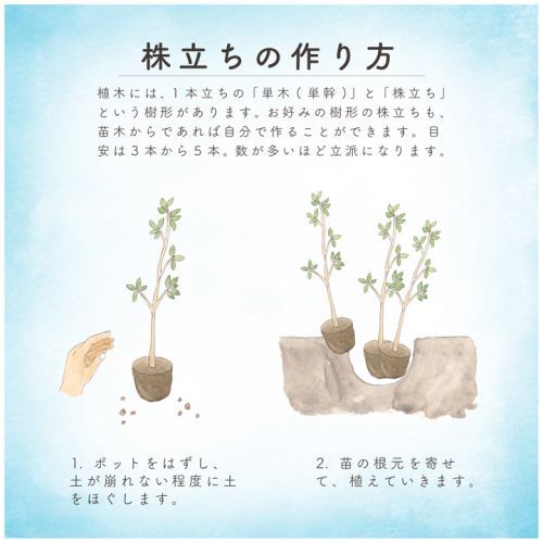 21年最新版 シンボルツリー アオダモの人気おすすめランキング15選 紅葉 花を楽しむ セレクト Gooランキング