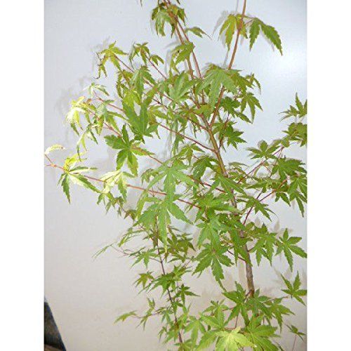 低木シンボルツリーの人気おすすめランキング選 洋風 和風 セレクト Gooランキング