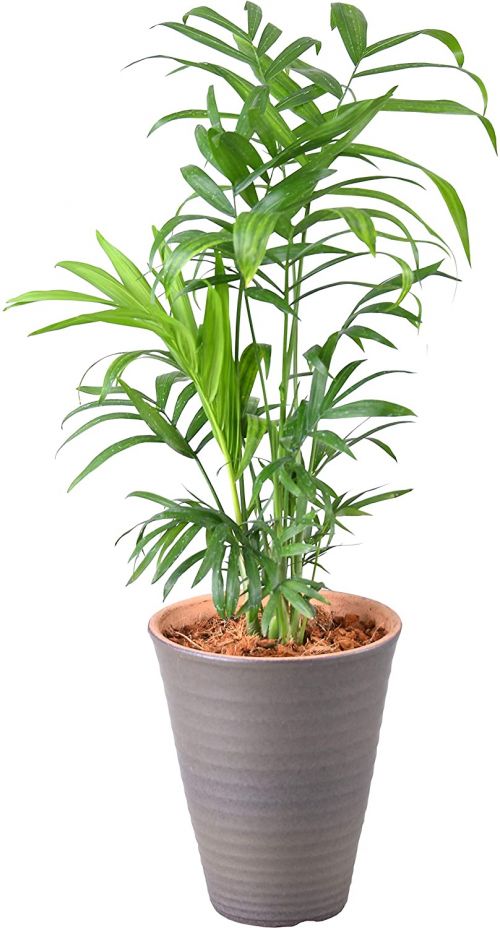 21年最新版 リビングにおすすめの観葉植物ランキング15選 インテリアにおすすめ セレクト Gooランキング