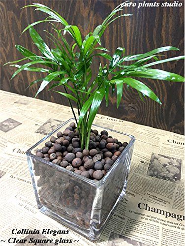 21年最新版 初心者向け観葉植物の人気おすすめランキング選 室内でも育てやすい セレクト Gooランキング