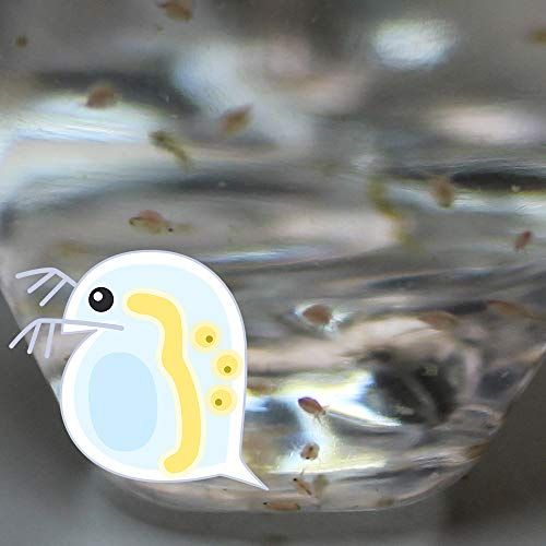 21年最新版 市販メダカ餌の人気おすすめランキング15選 針子用や稚魚用のものも セレクト Gooランキング