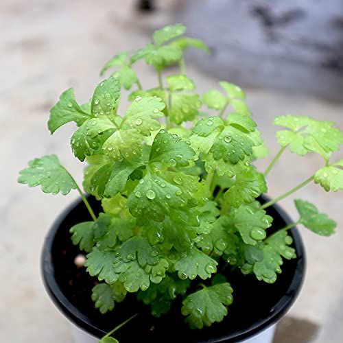 家庭菜園初心者に 育てやすい野菜の人気おすすめランキング選 プランター ベランダで野菜を育てよう セレクト Gooランキング