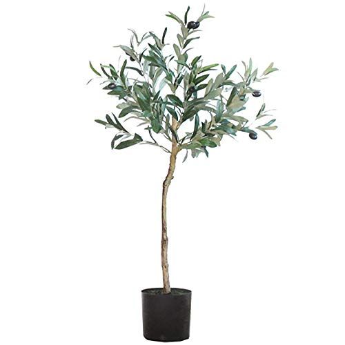 21年最新版 オリーブのシンボルツリー人気おすすめランキング15選 寒さに強い品種や育てやすい品種も セレクト Gooランキング