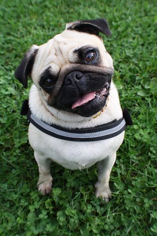 獣医監修 犬用ハーネスのおすすめ人気ランキング22選 トイプードル用も ブランドもご紹介 セレクト Gooランキング