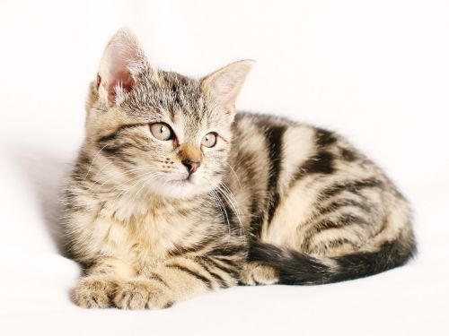 猫用ウェットフード人気おすすめランキング10選 安全な総合栄養食を紹介 水分補給にも役立つ セレクト Gooランキング